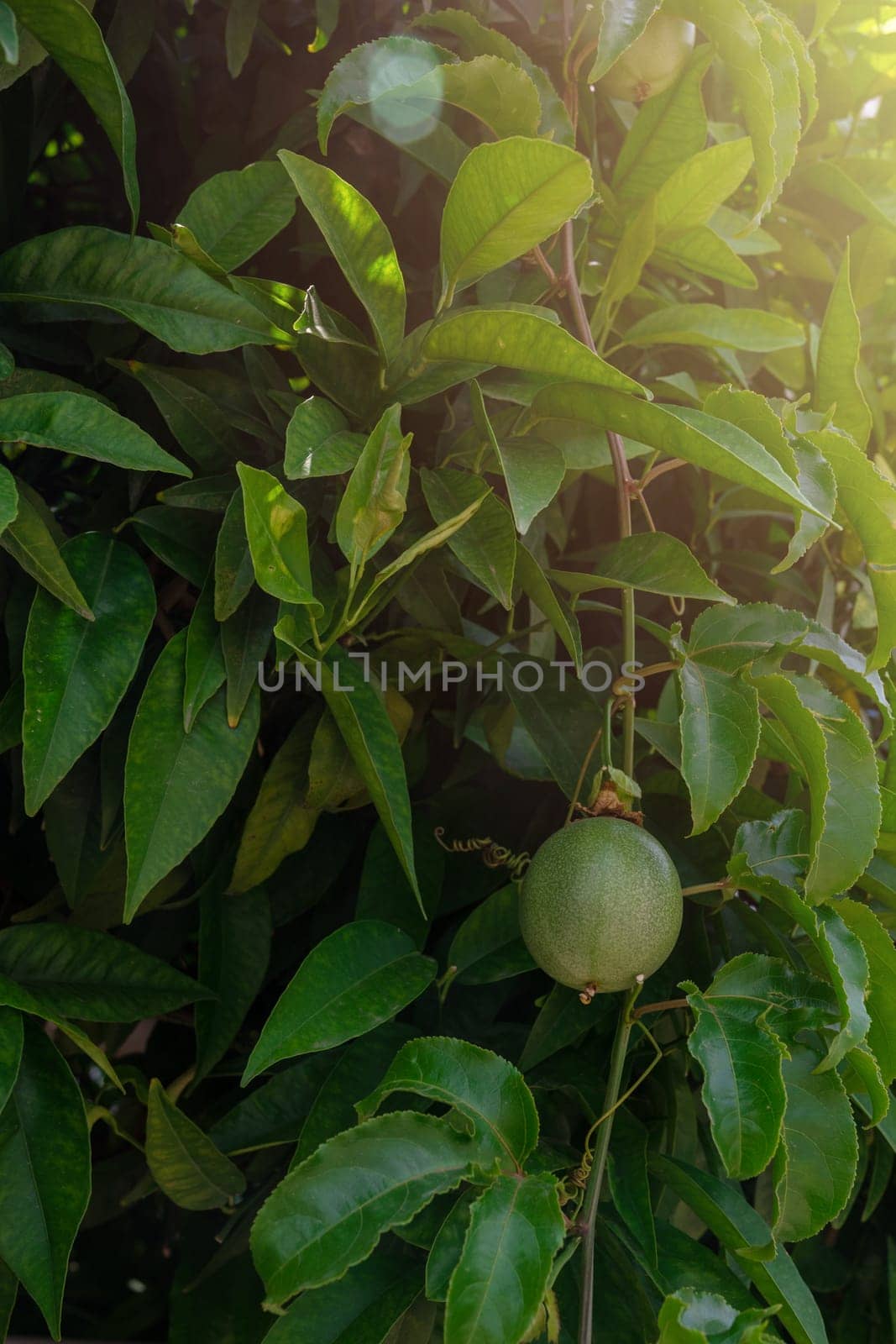 Passion fruit maracuja growing on the tree in the garden, beauty summer day