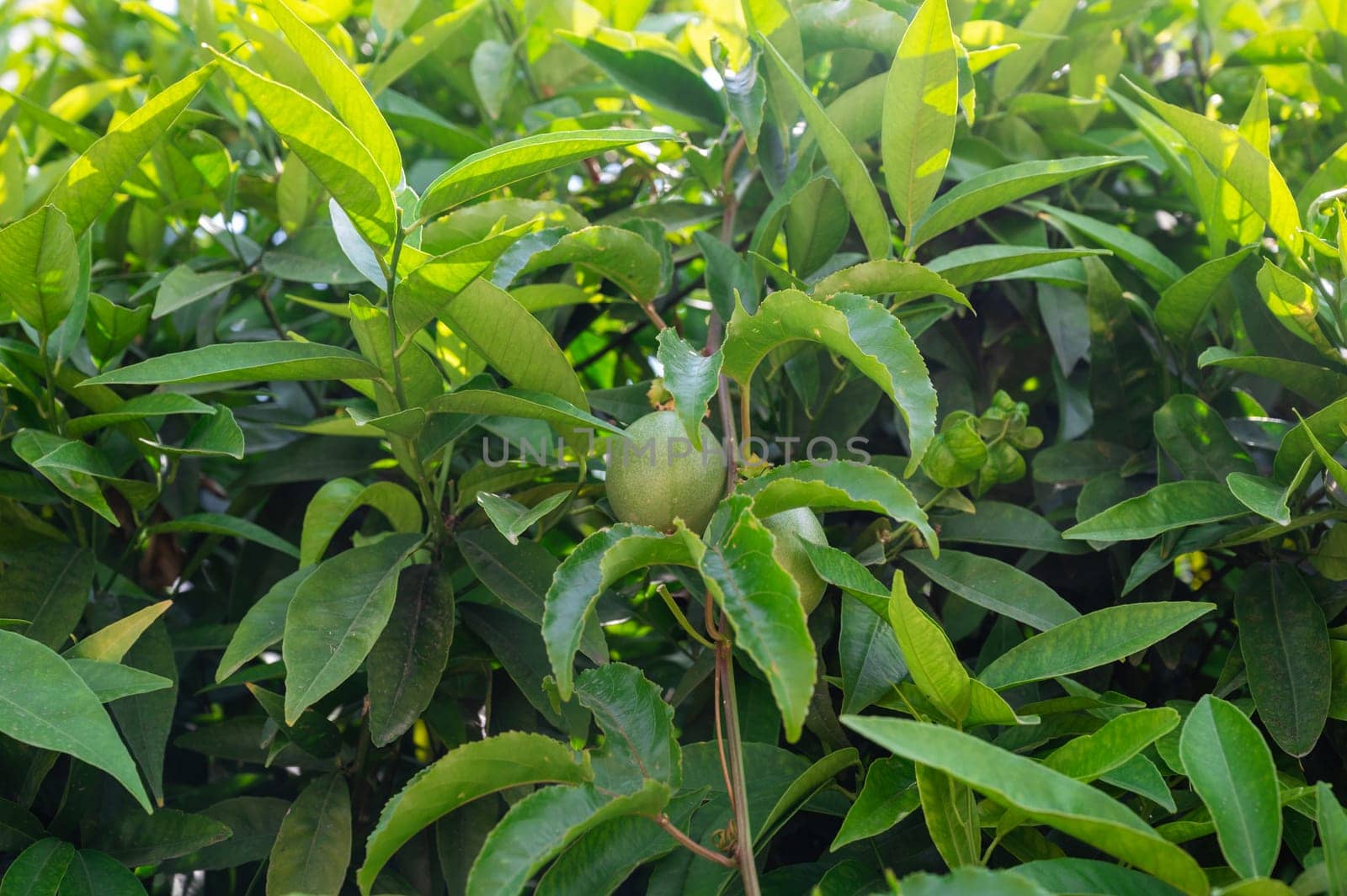 Passion fruit maracuja growing on the tree in the garden, beauty summer day