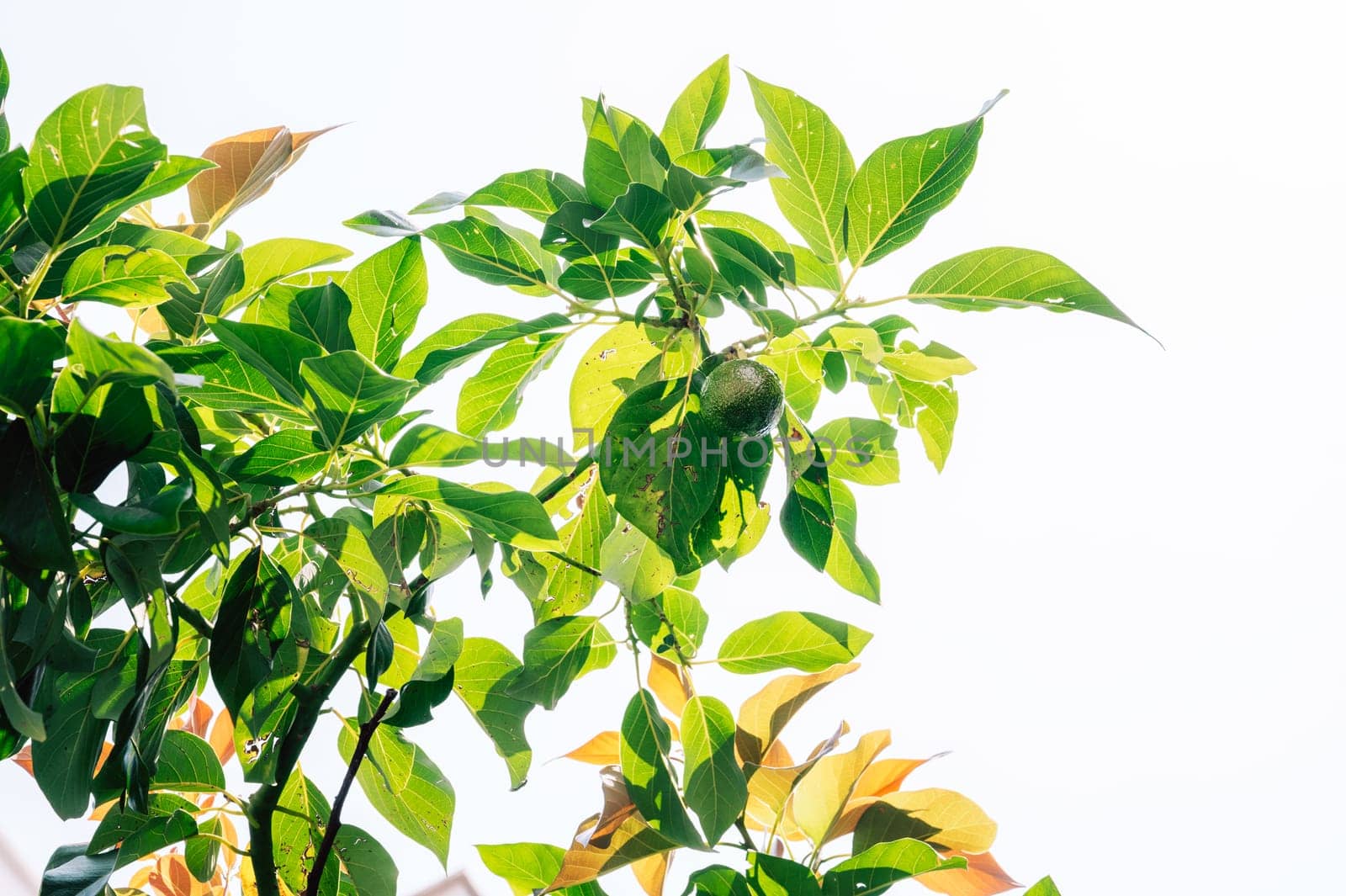 Lemon growing on the tree in the garden, beauty summer day