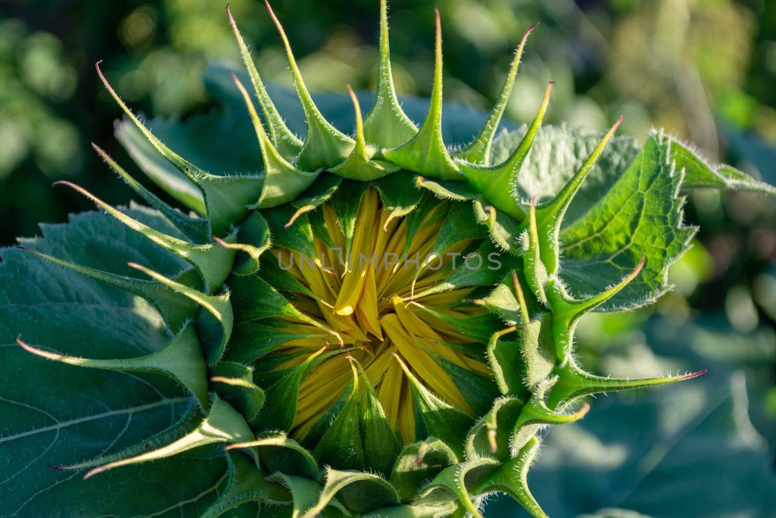Close-up of a closed sunflower bud head with green leaves and a yellow core. Agriculture theme. Botany