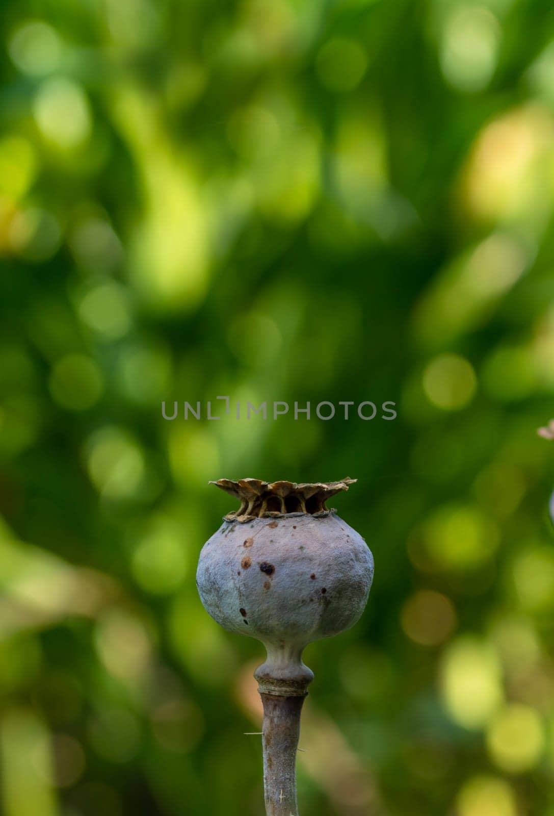 Ripe dry poppy head on a blurred background of greenery with bokeh. Vertical photo.