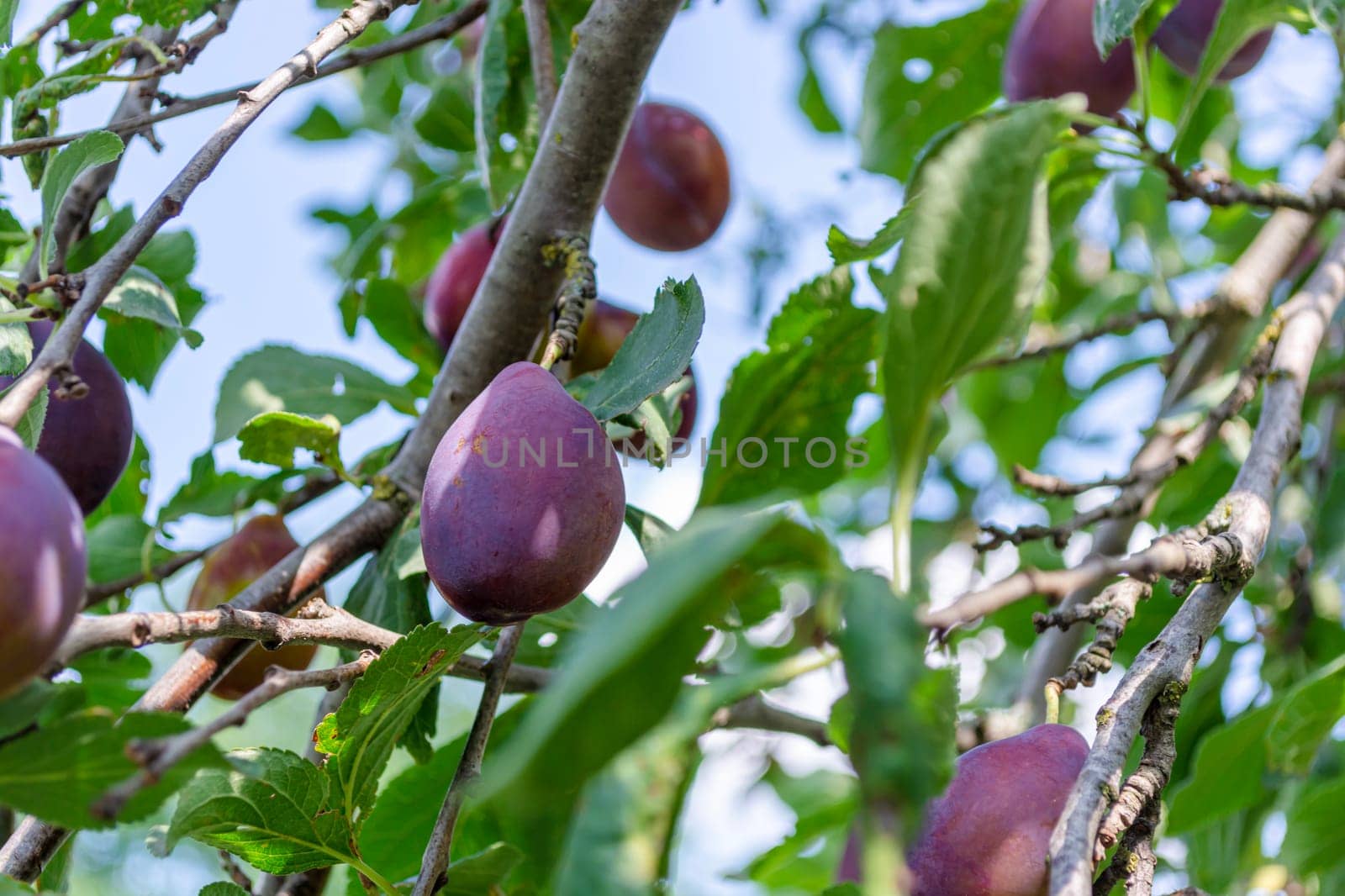 Ripe blue plums hang on branches among foliage in a summer garden against a blue sky, view from below. Harvest season. Orchard. Gardening.