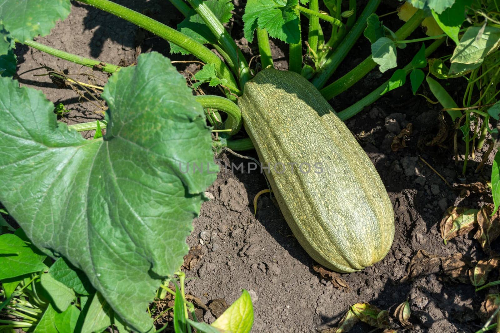 A large green zucchini in the summer garden by orebrik