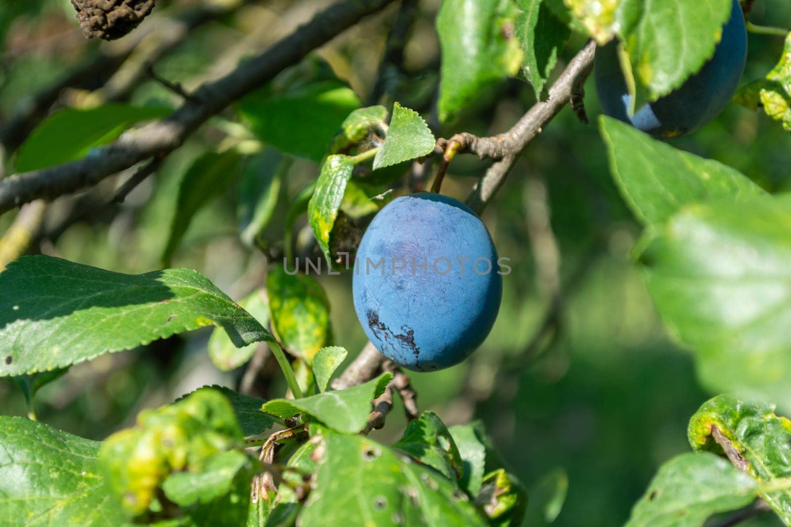Blue ripe plum on a branch in a green garden. Harvest season. Realistic photo.