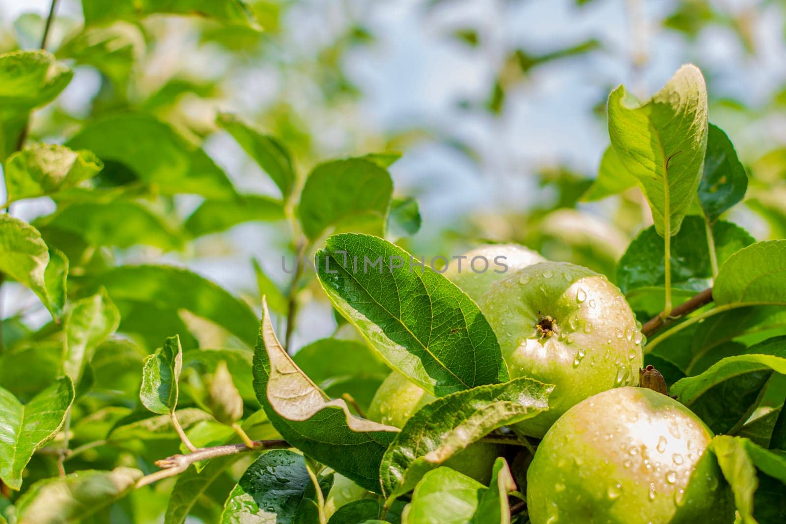 Ripe apples covered with raindrops on tree branches against the sky.