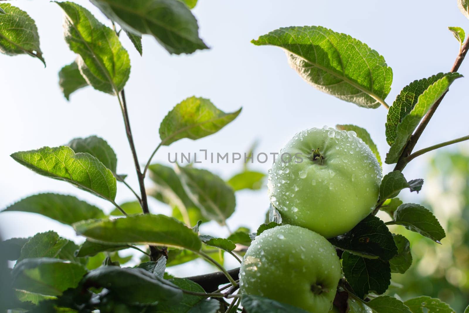 Ripening wet apples in raindrops on a branch in the garden against the sky. Gardening.