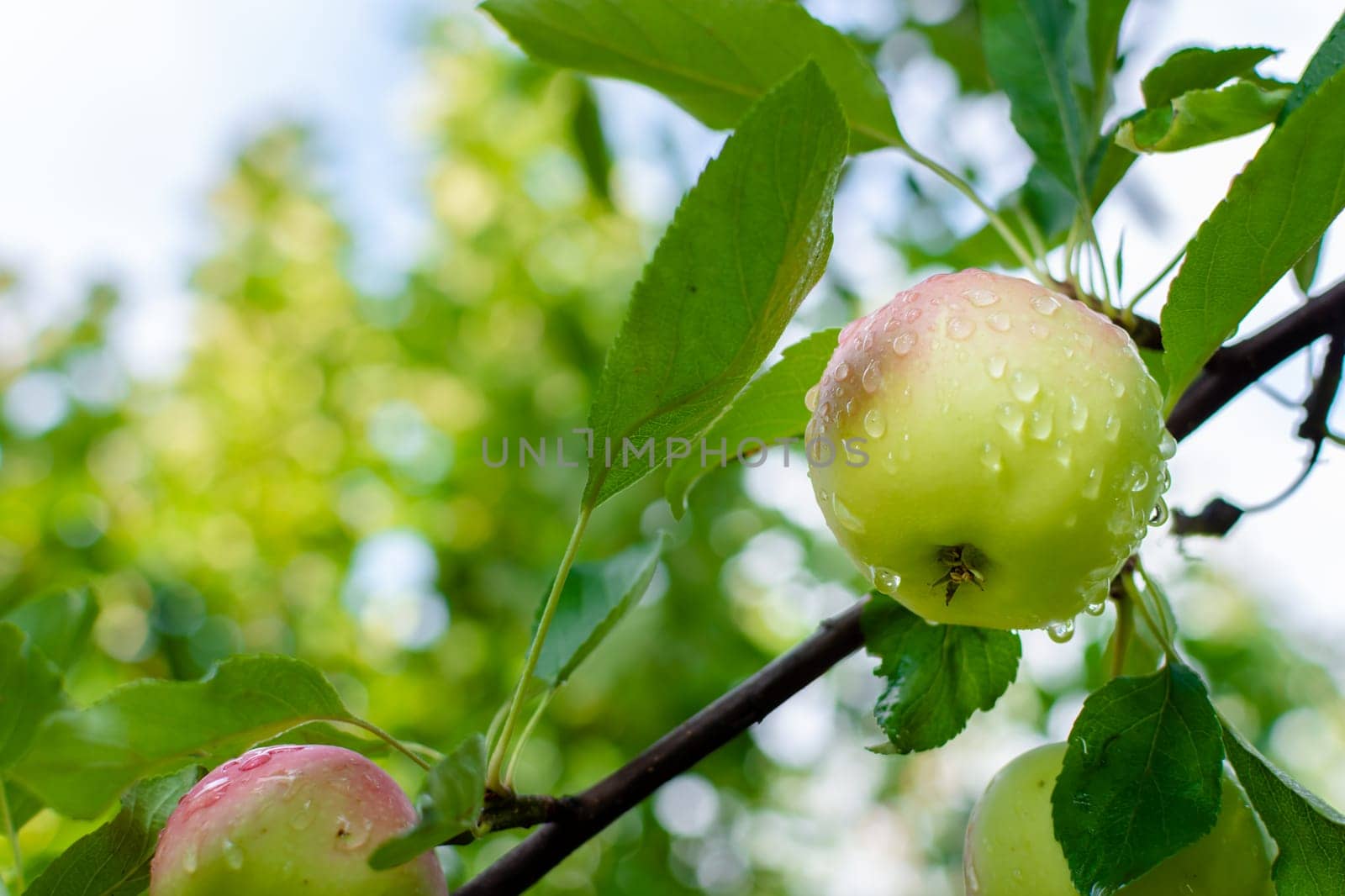 Ripe wet apple in raindrops on a branch in the garden against a blurred background of foliage and sky. Gardening. Harvesting.