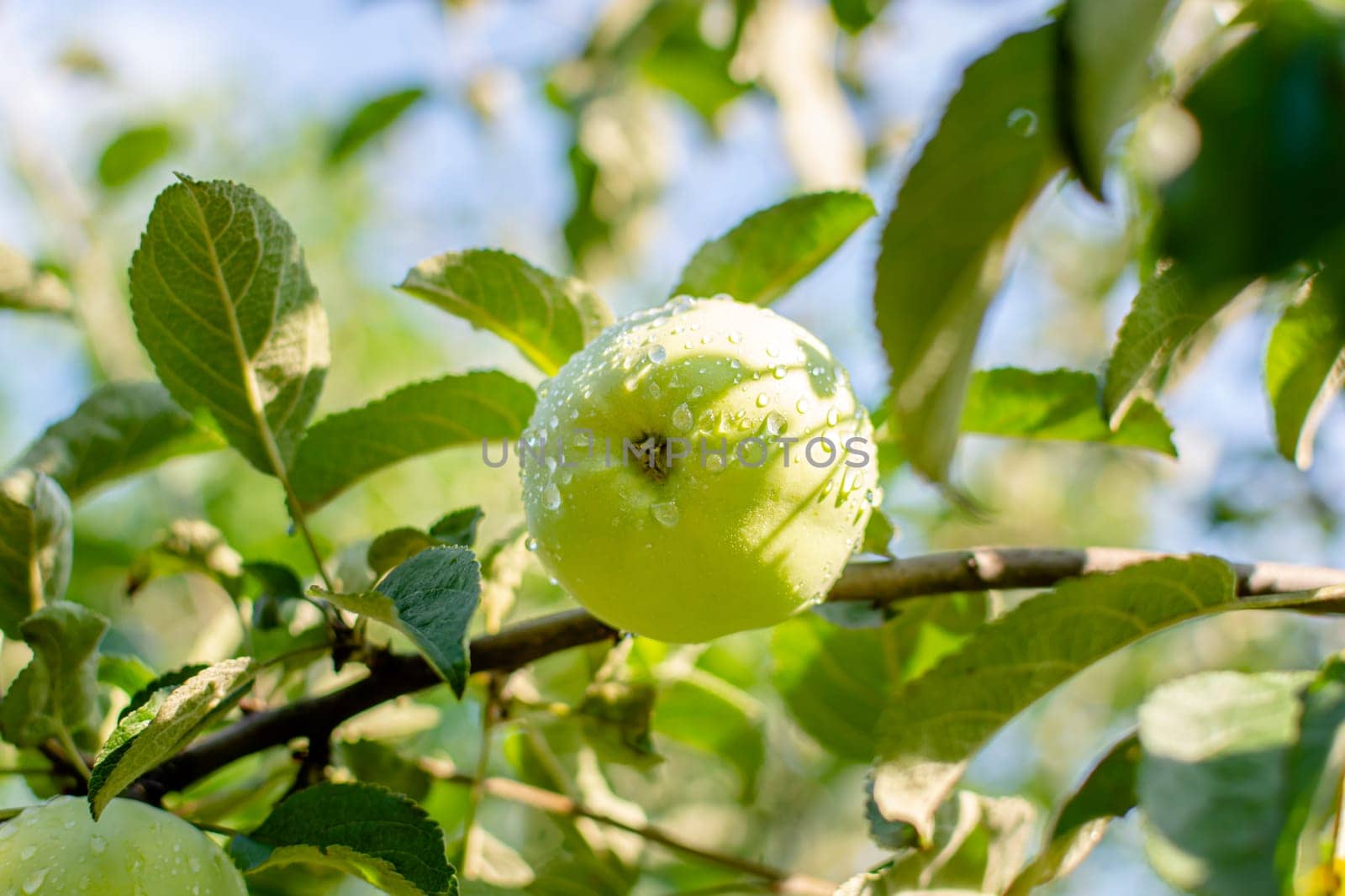 Green ripe apple in raindrops by orebrik