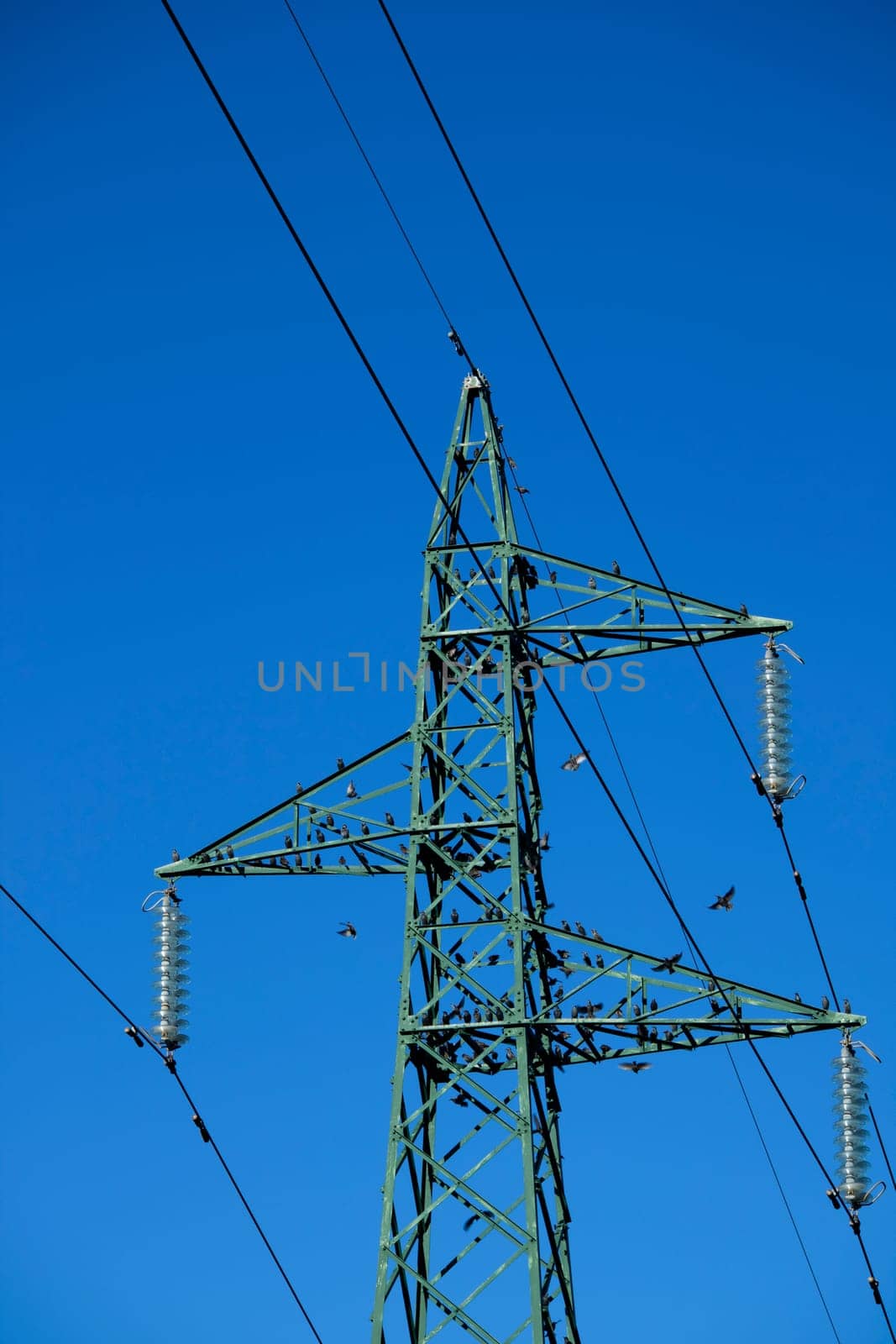 Photographic documentation of a flock of birds on an electricity pylon 