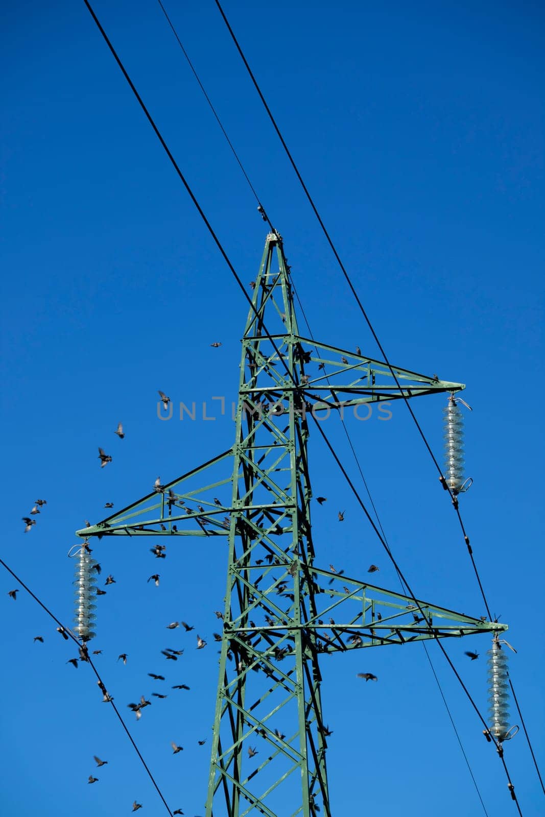 Photographic documentation of a flock of birds on an electricity pylon 