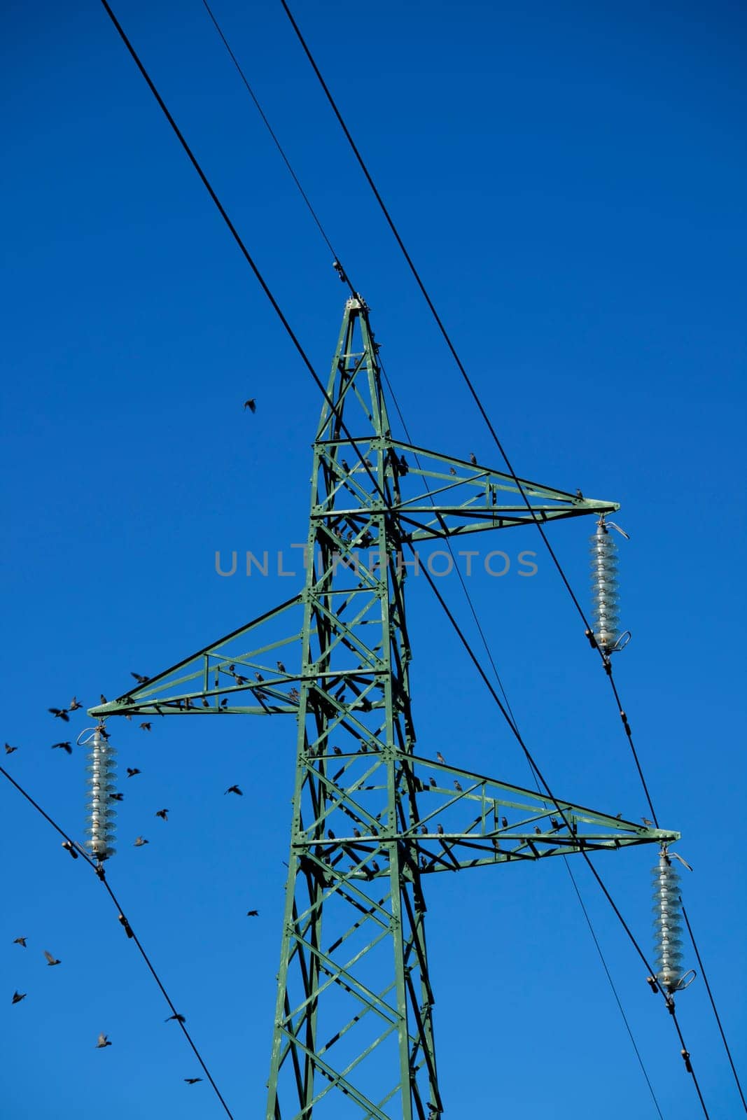 Flock of birds on high voltage pylon  by fotografiche.eu