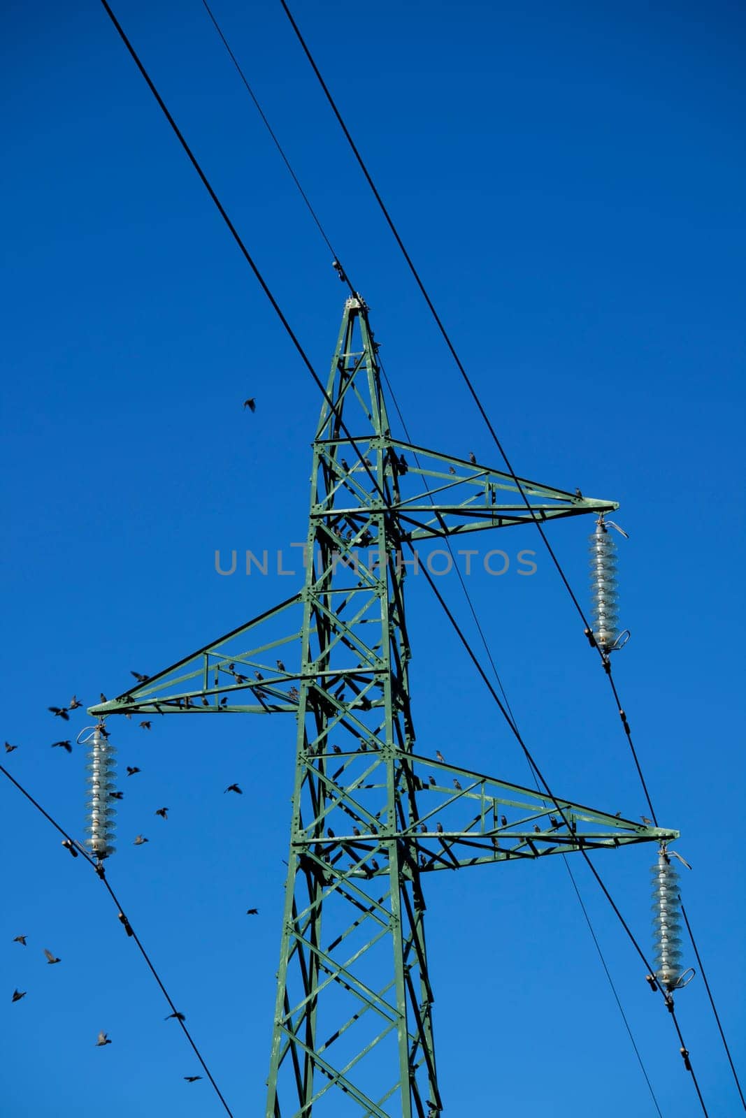 Photographic documentation of a flock of birds on an electricity pylon 