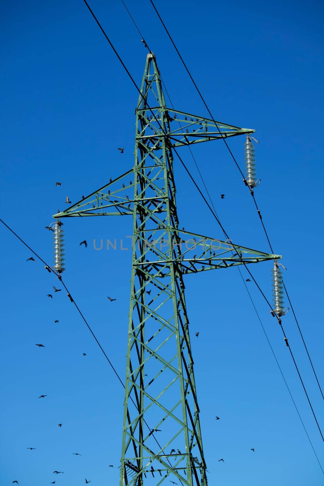 Photographic documentation of a flock of birds on an electricity pylon 