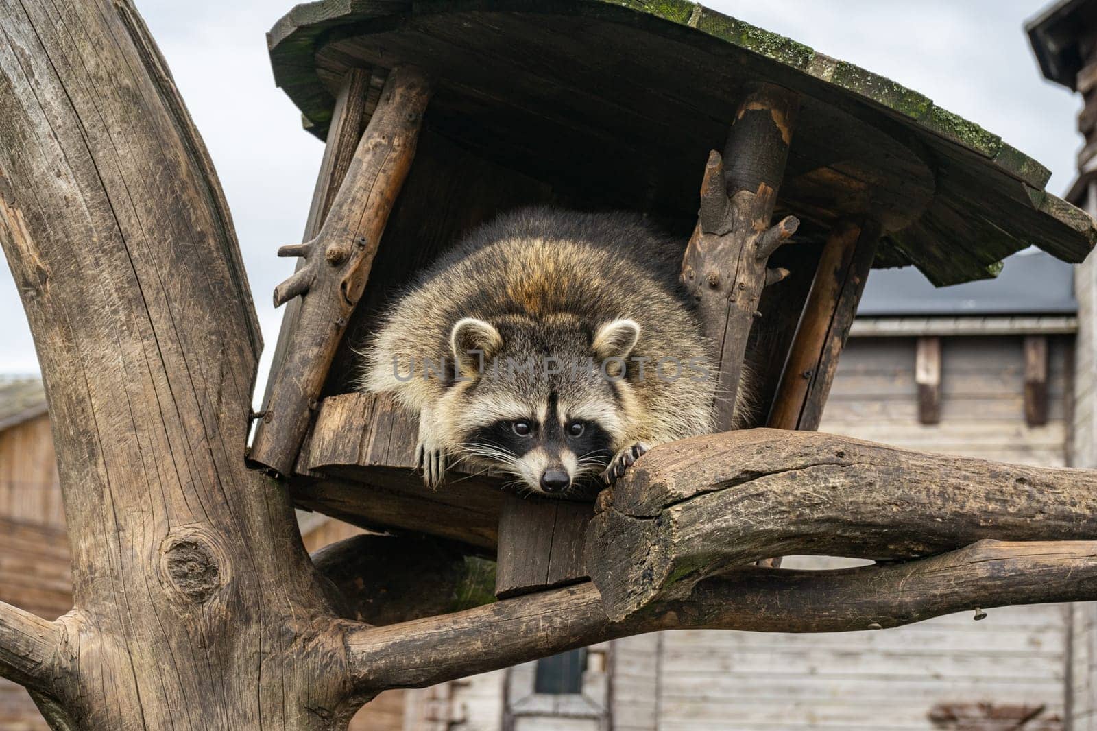 A raccoon is sitting in a wooden treehouse.