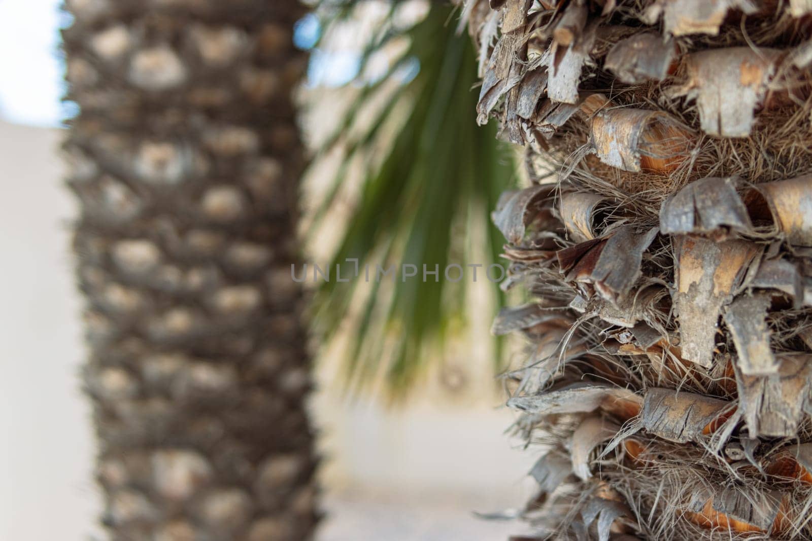 pillar of palm trees close-up, focus on the front palm tree, background blurred by PopOff