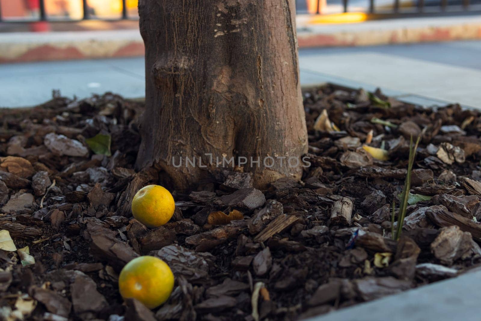two lemons lie on the ground near a tree, close-up. High quality photo