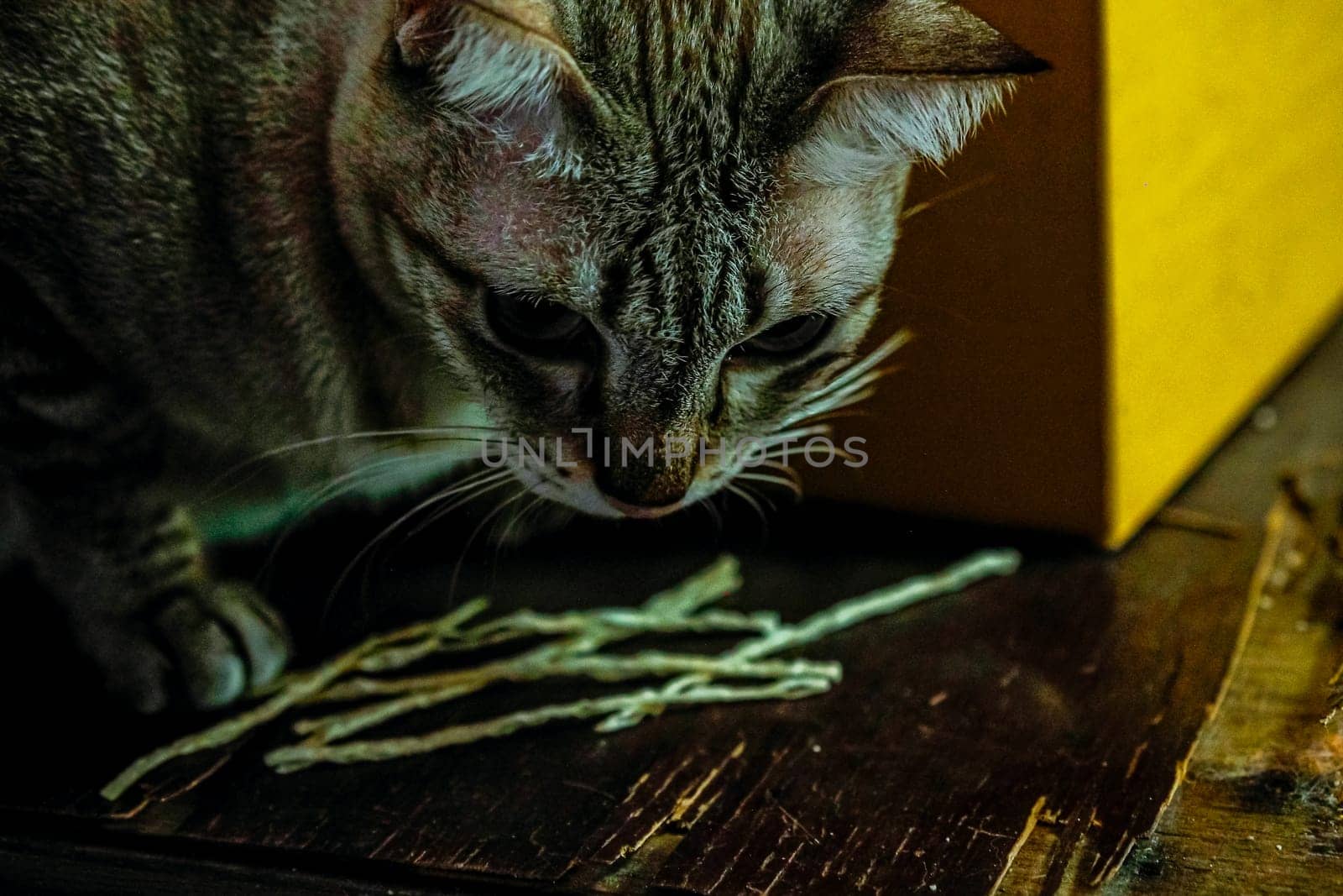 Blue Eyed Grey silver close up Tabby Cat