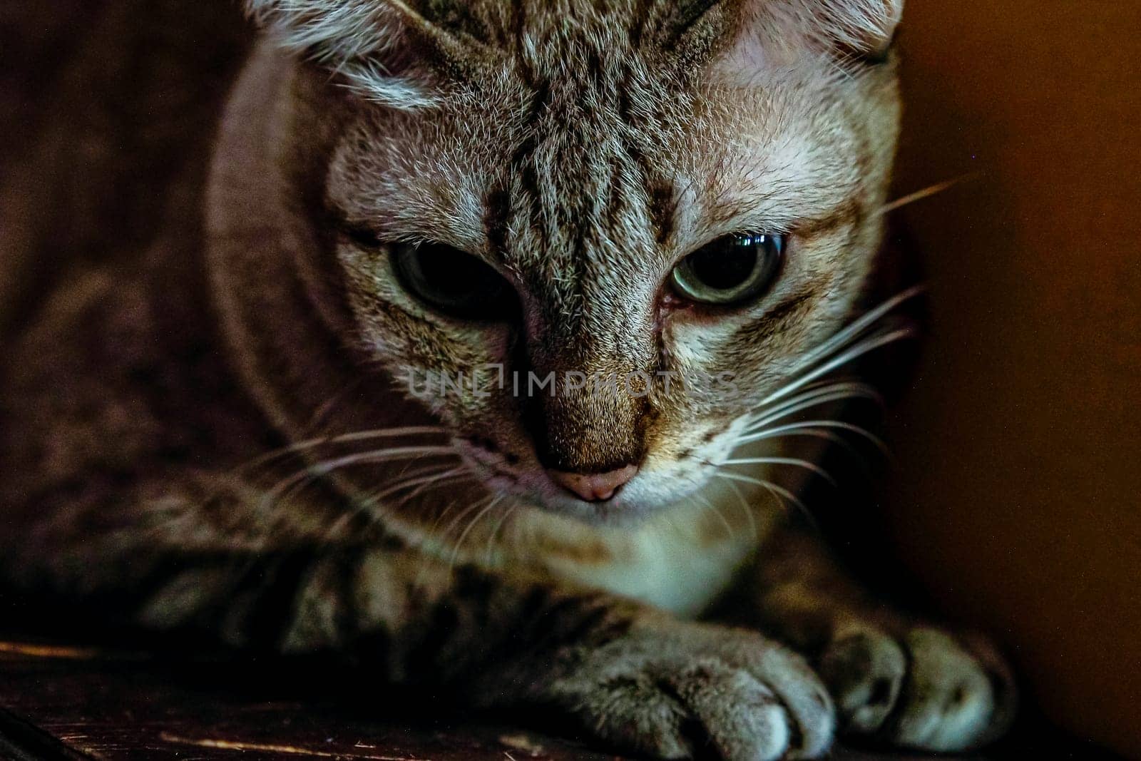 Blue Eyed Grey silver close up Tabby Cat