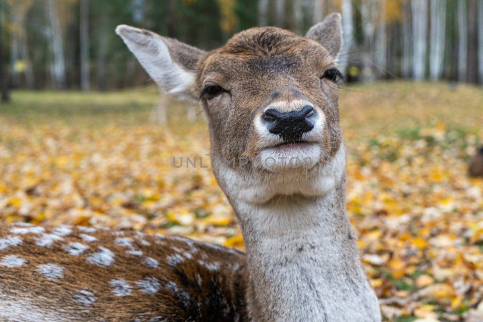 muzzle of spotted deer doe in close-up