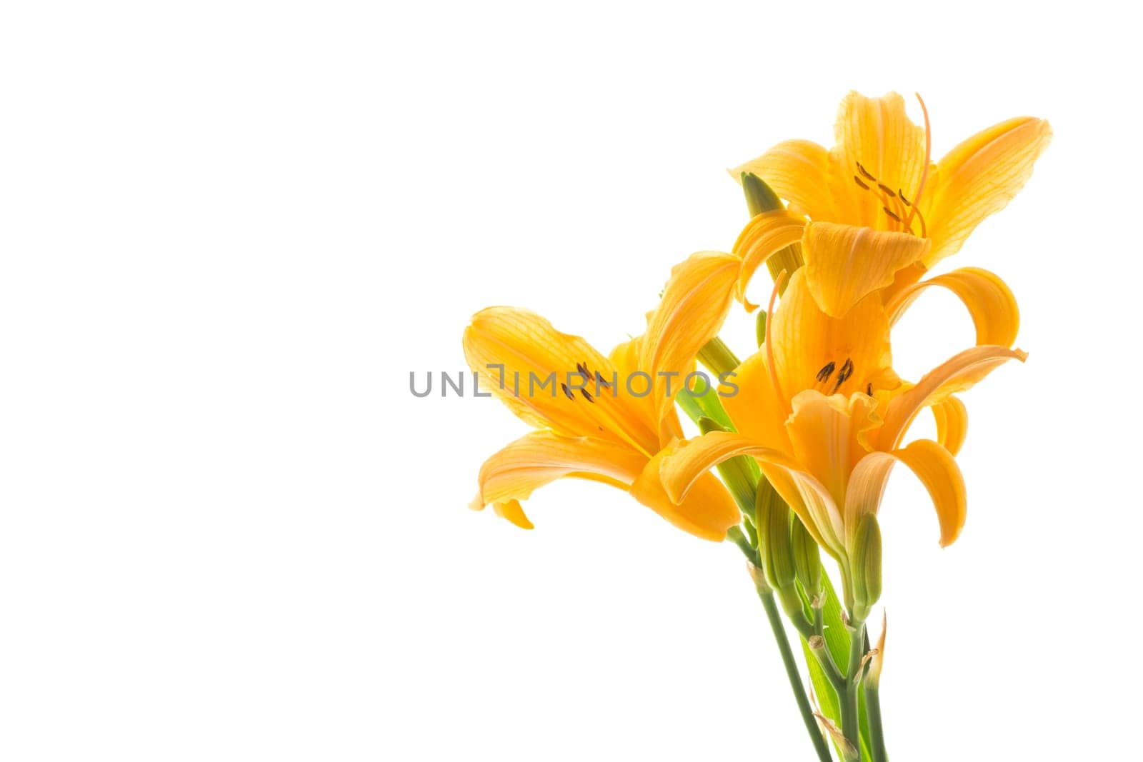 bouquet of beautiful yellow lilies, isolated on white background.