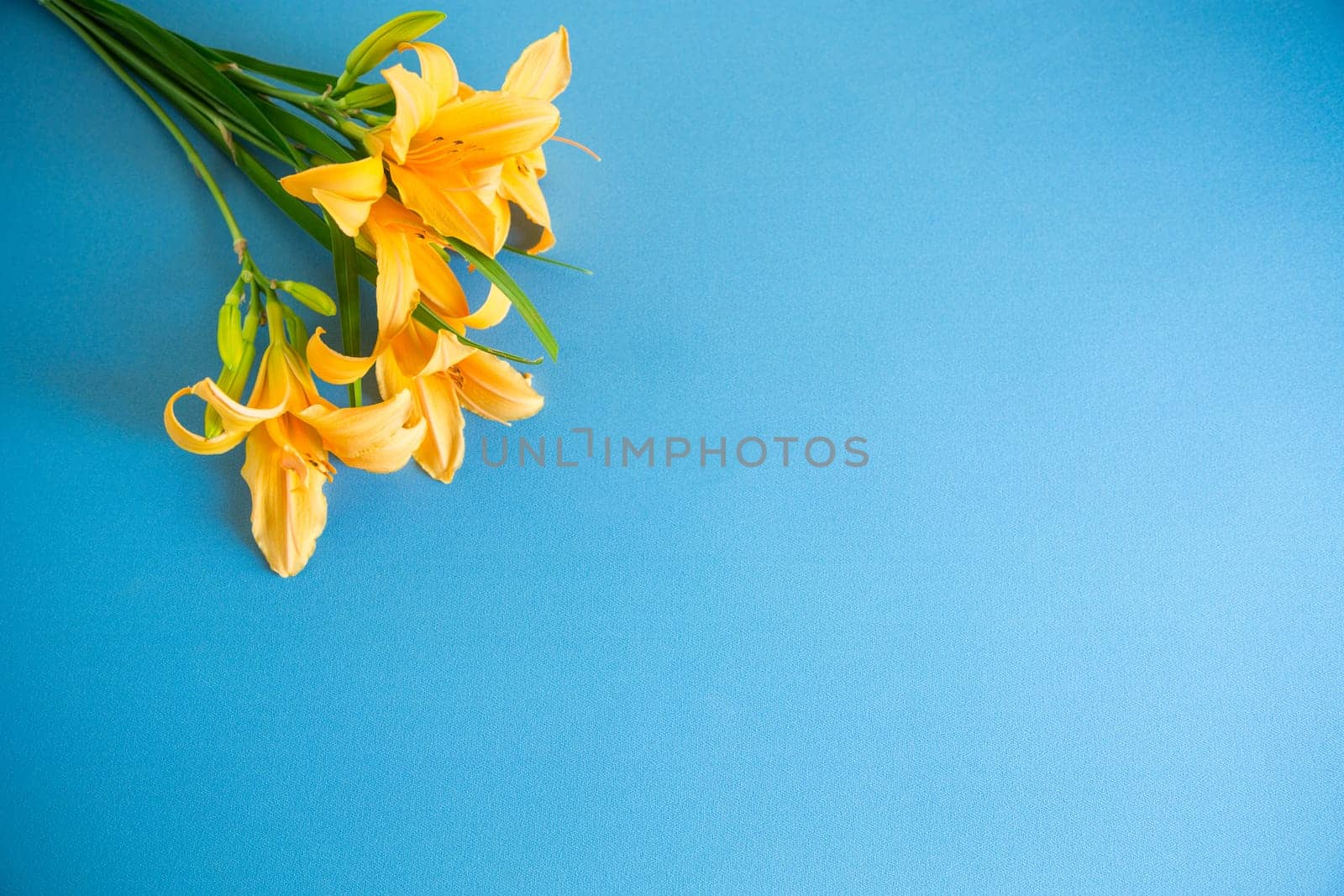 bouquet of beautiful yellow lilies isolated on blue background