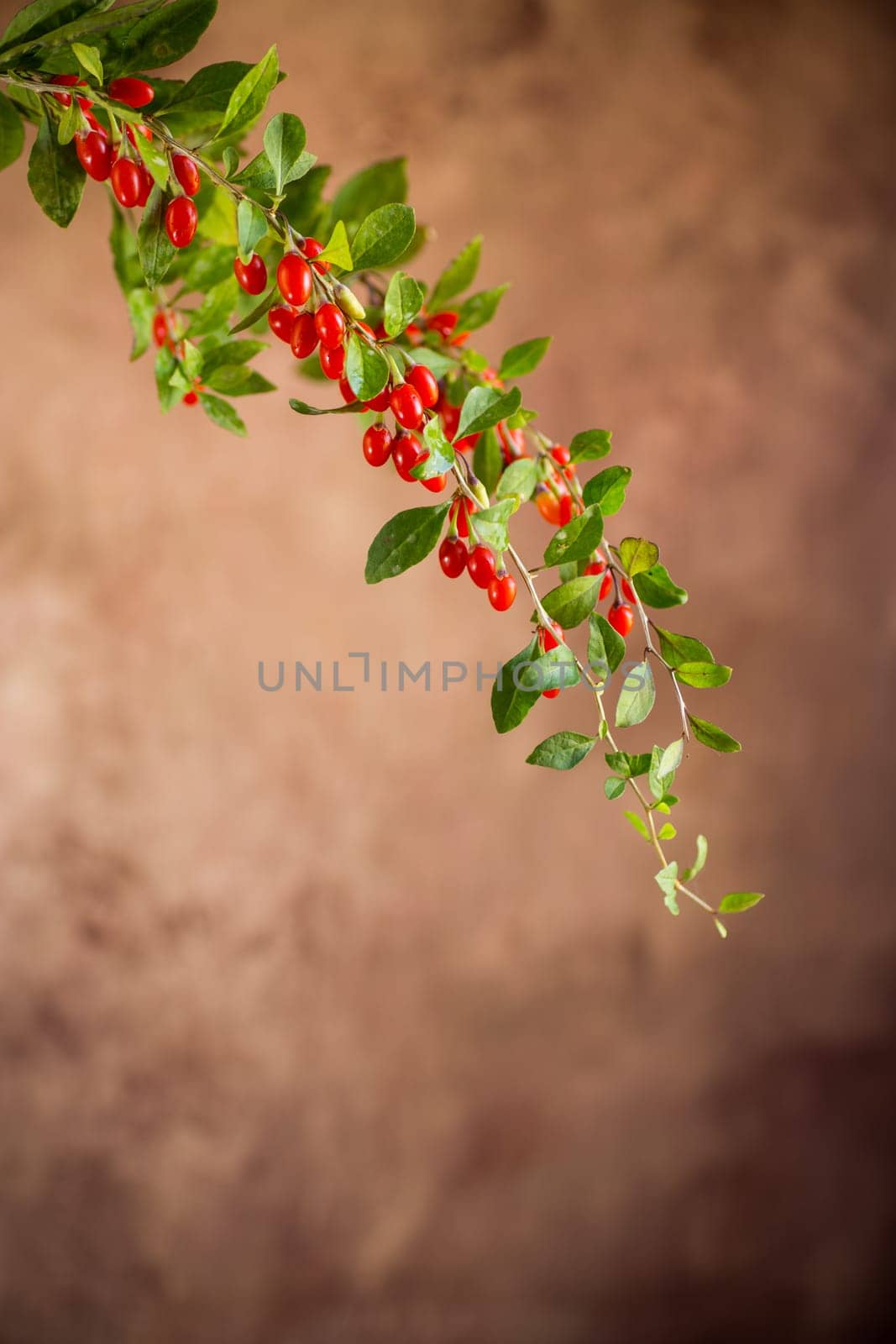 Branch with ripe red goji berry on brown background by Rawlik
