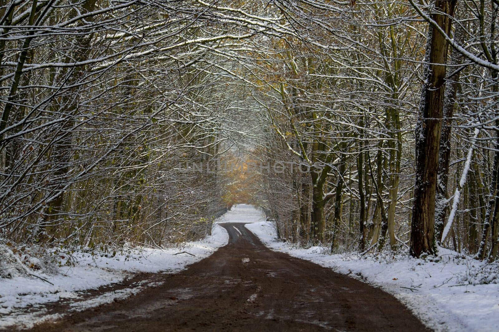 Dirt road in snowy forest High quality photo
