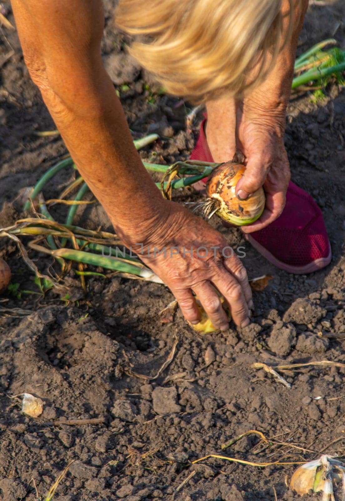 An old woman harvests onions in the garden. Selective focus. Food.
