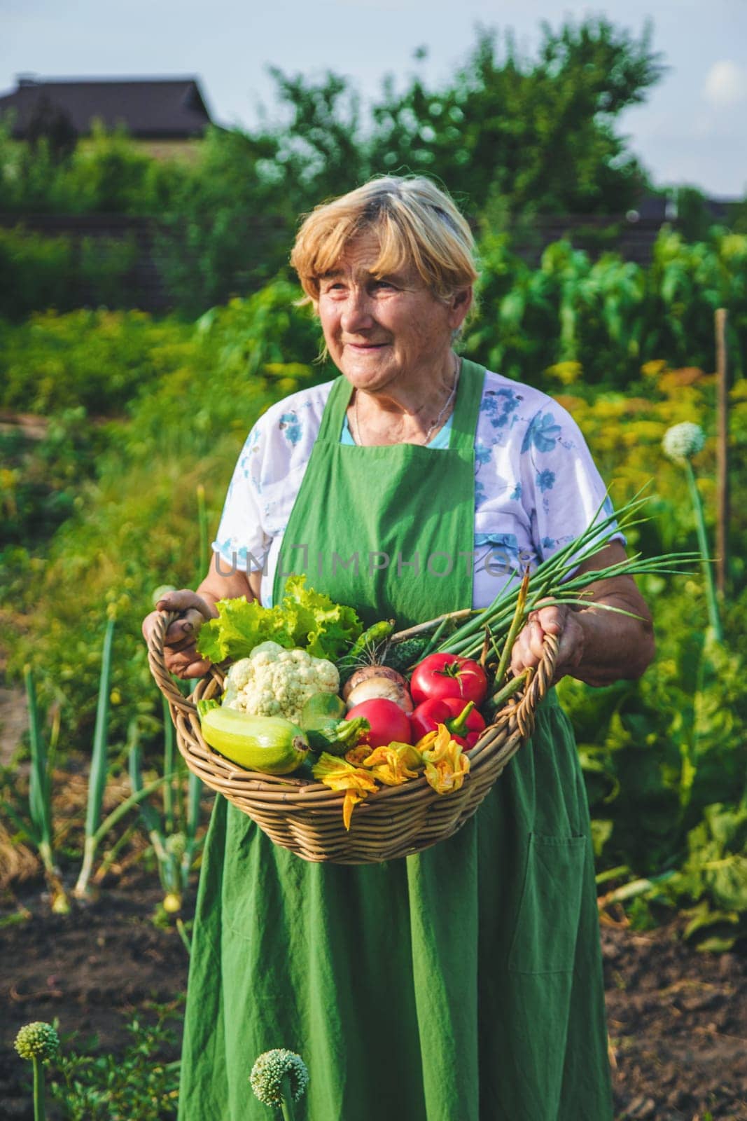An old woman harvests vegetables in the garden. Selective focus. Food.