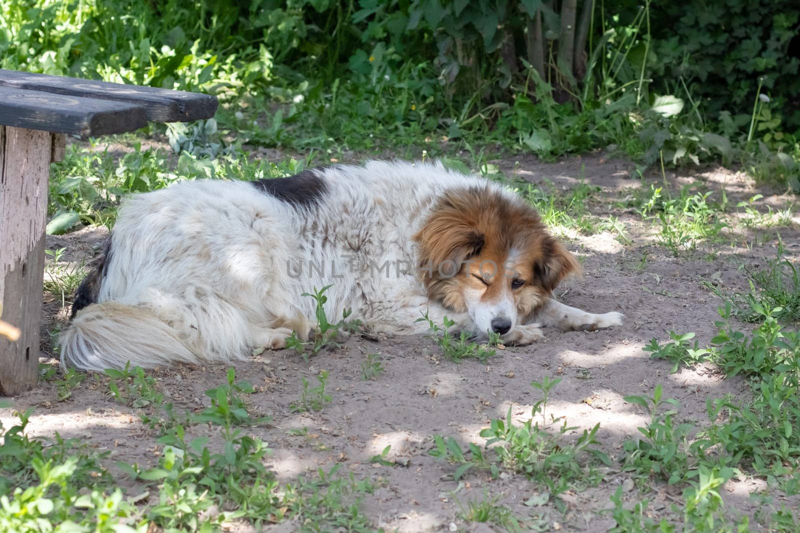 Shaggy white dog lying on the ground in the yard