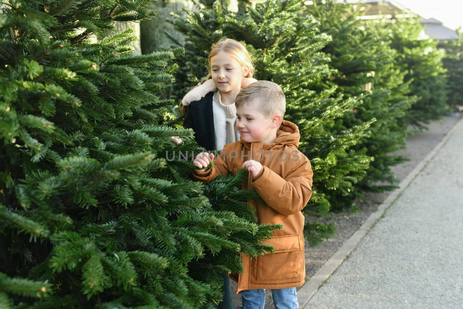 The sister and brother chooses a Christmas norman tree at a market