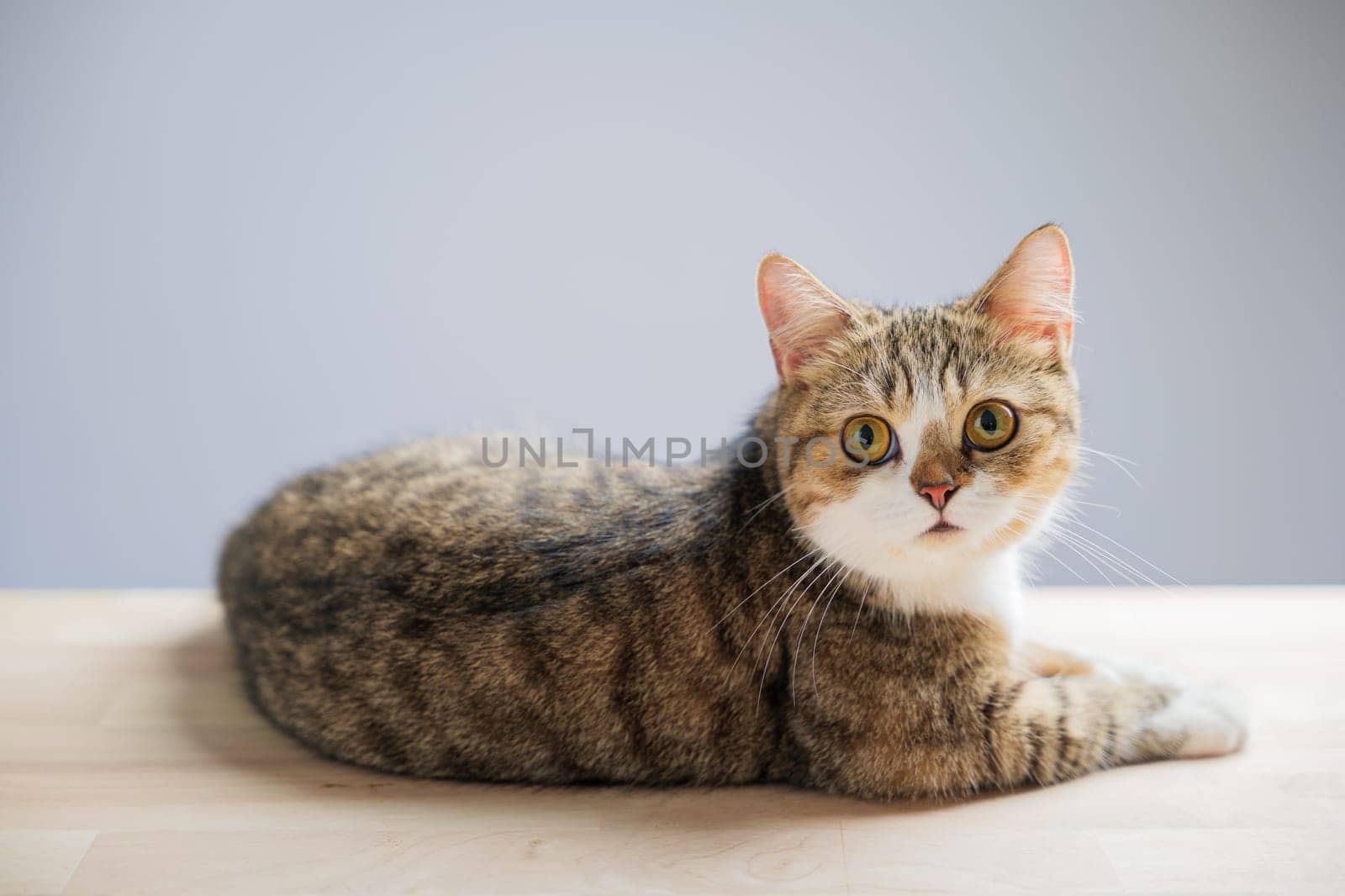 An isolated cat portrait featuring a beautiful little grey Scottish Fold kitten on a white background. The cheerful feline stands with a straight tail, exuding playfulness.