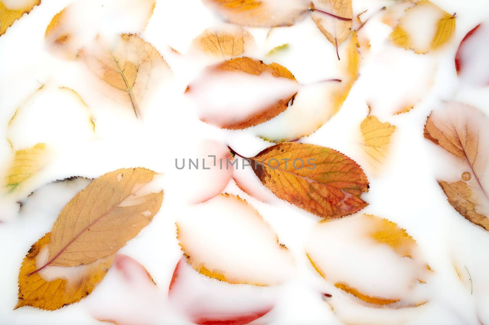 White liquid almost completely covers the background of fallen yellow leaves. High quality photo