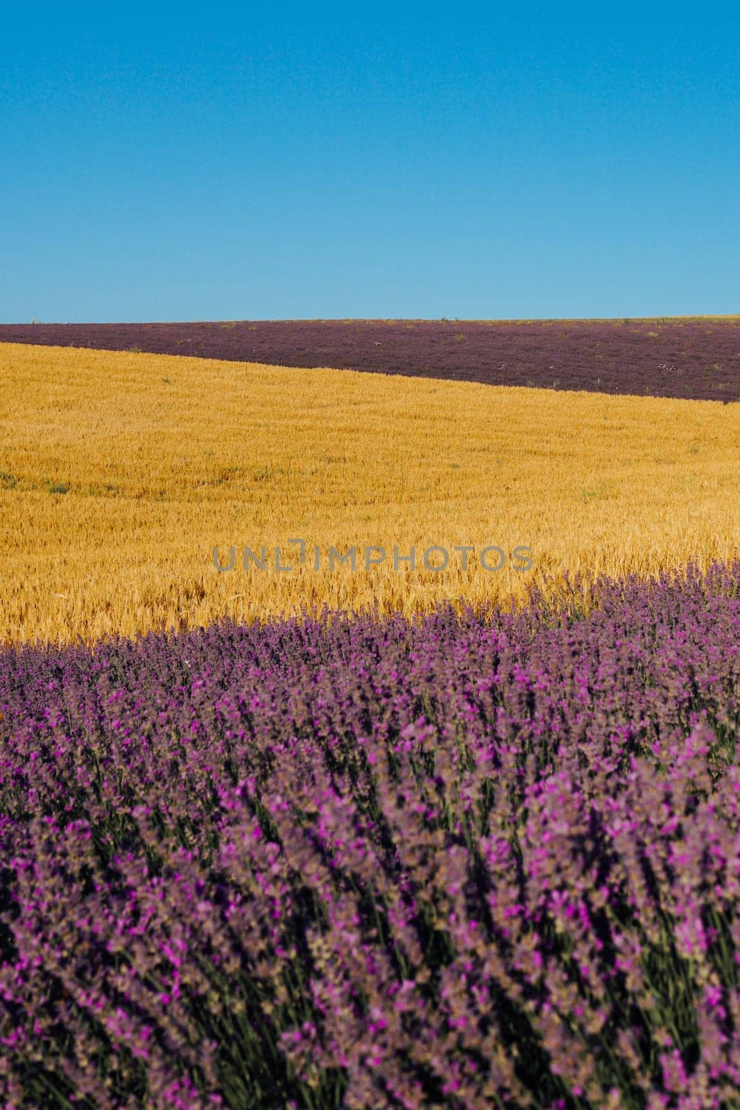 field of fragrant flowers of purple lavender and yellow wheat before harvest