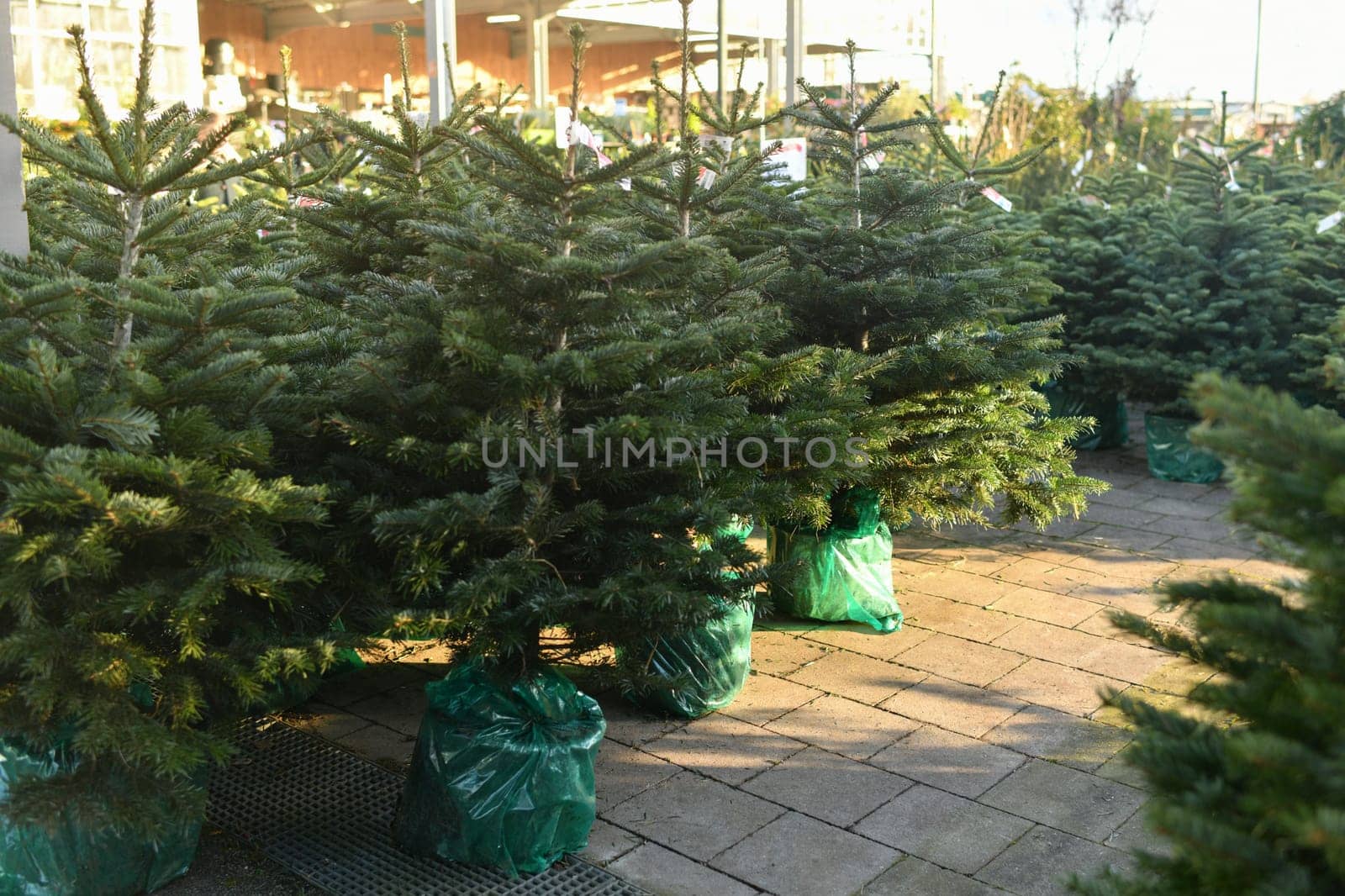 Christmas trees in a green pots for sale on a market for growing