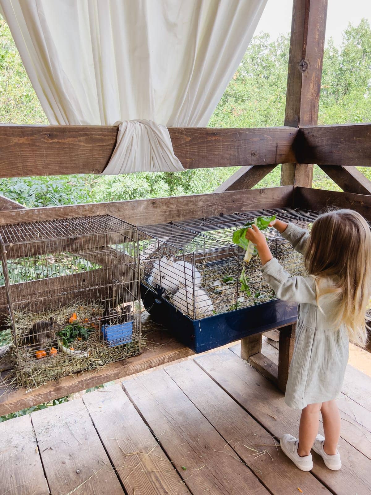 Little girl pushes cabbage leaves through the bars of a cage with white rabbits by Nadtochiy