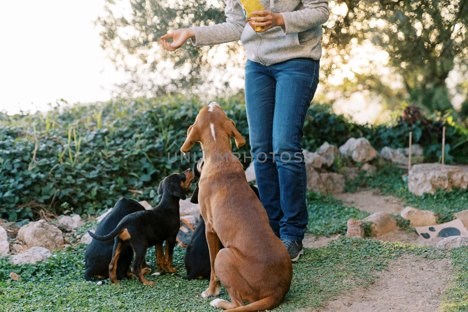 Woman feeding dry food to mother dog and puppies in park. Cropped. Faceless. High quality photo