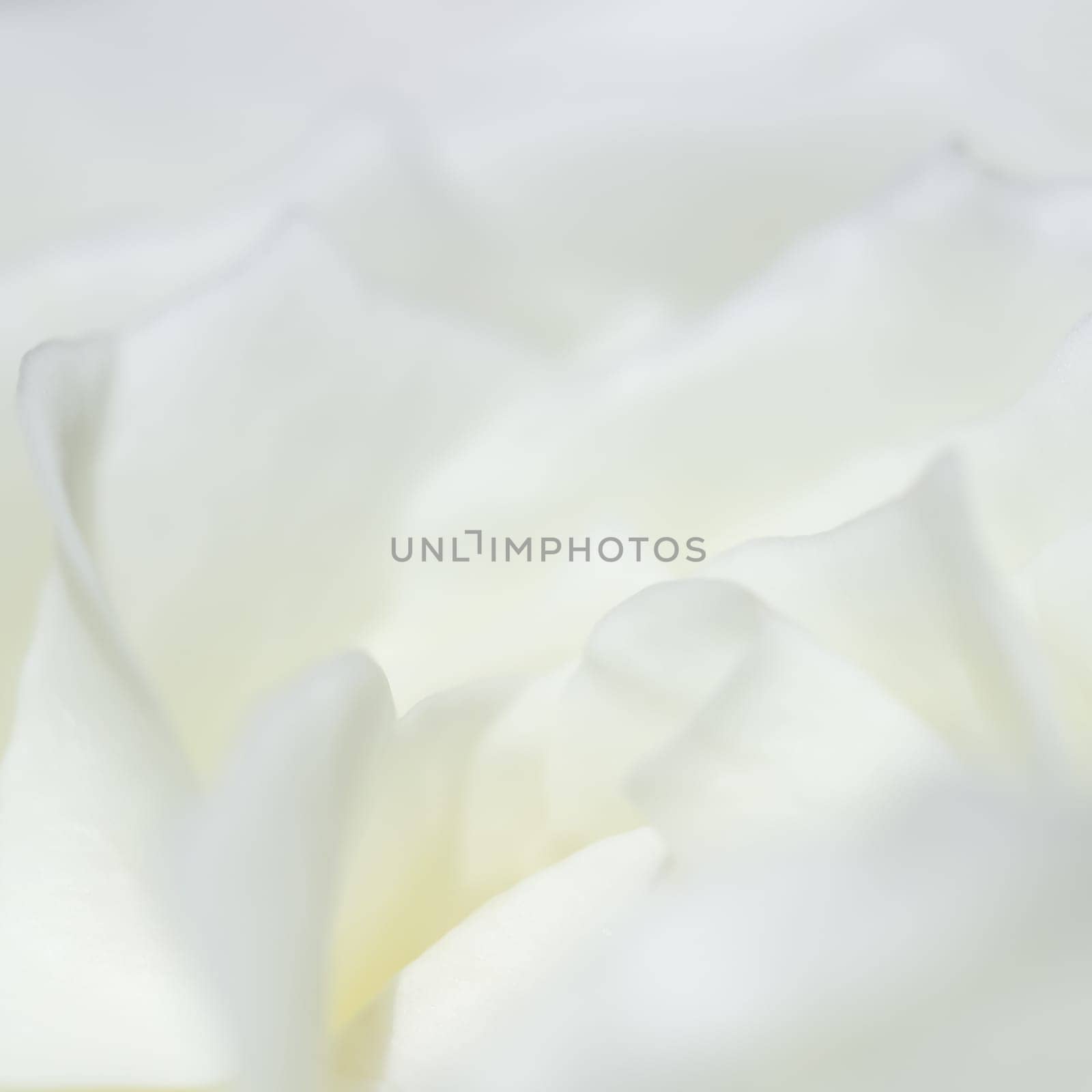 Abstract floral background, white rose flower petals. Macro flowers backdrop for holiday design. Soft focus.