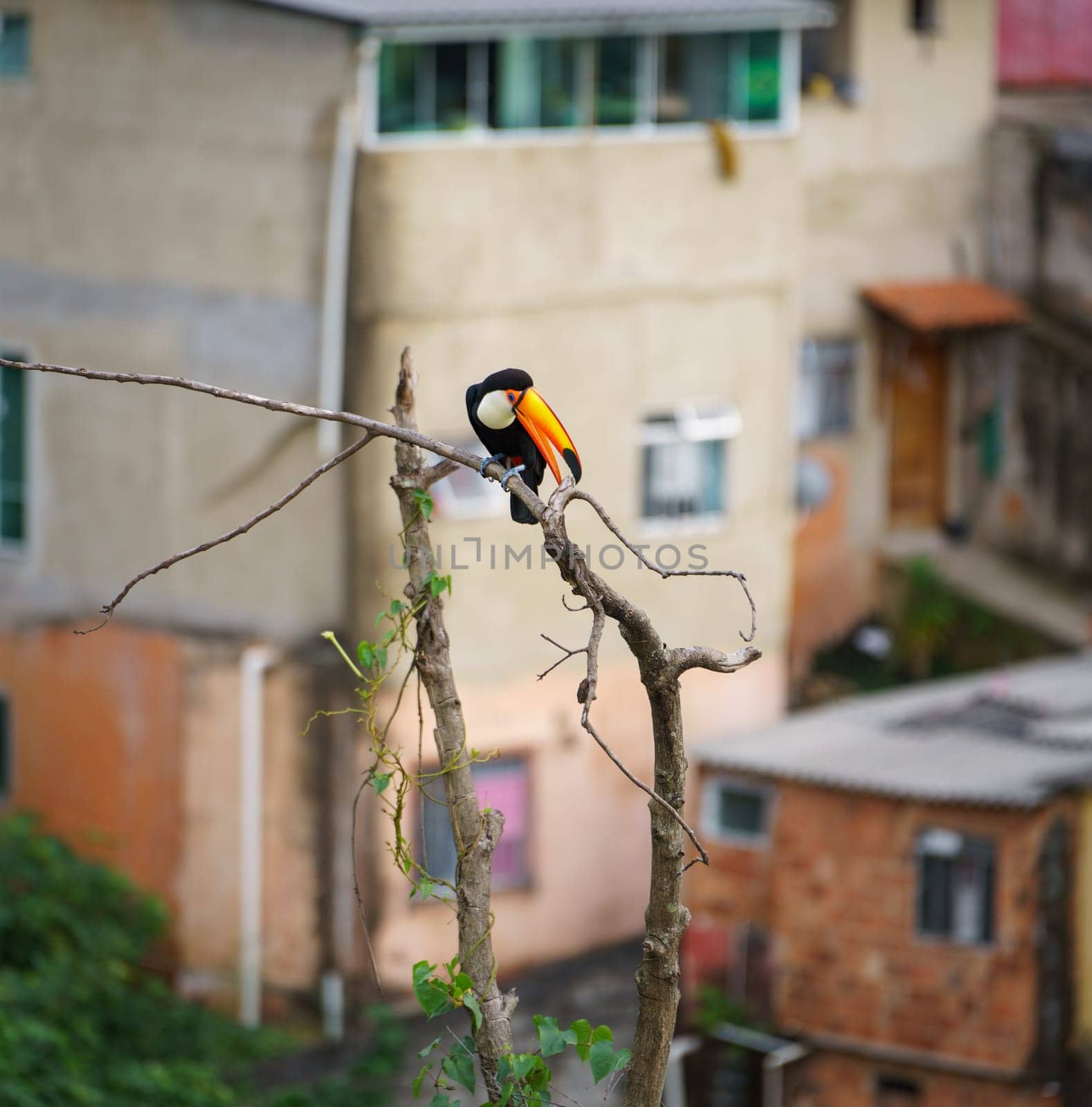 A toucan perches on a bare branch with blurred buildings behind.