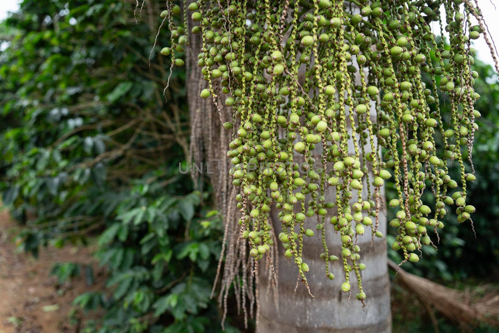 Close-up photo of a palm tree with green seed clusters set against a lush jungle.