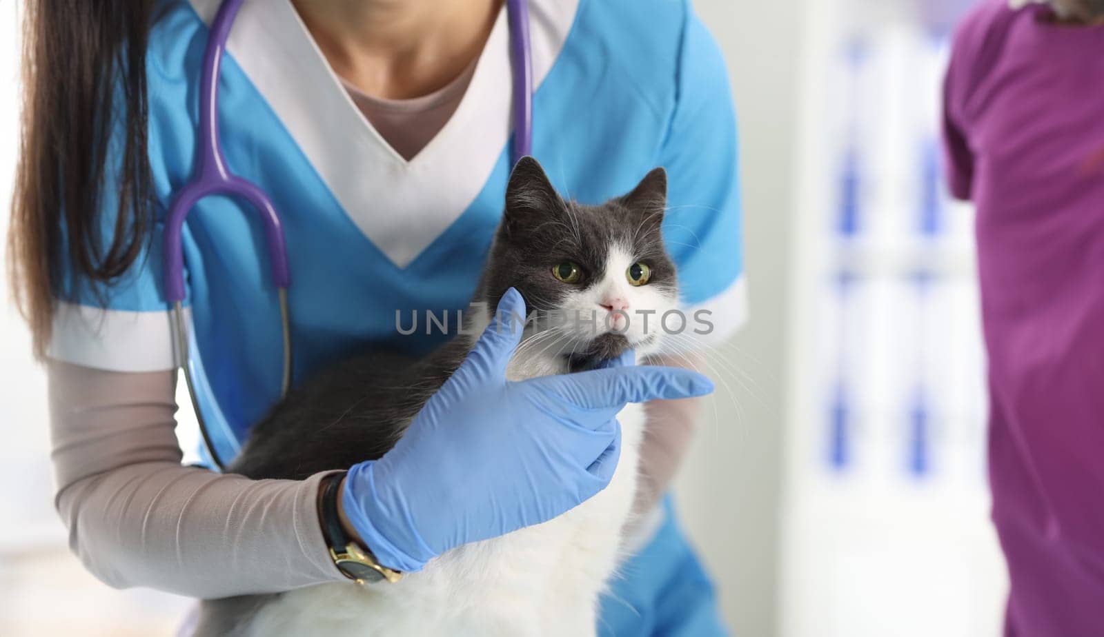 Professional female veterinarian examines and pets cat on examination table. veterinary clinic and services concept