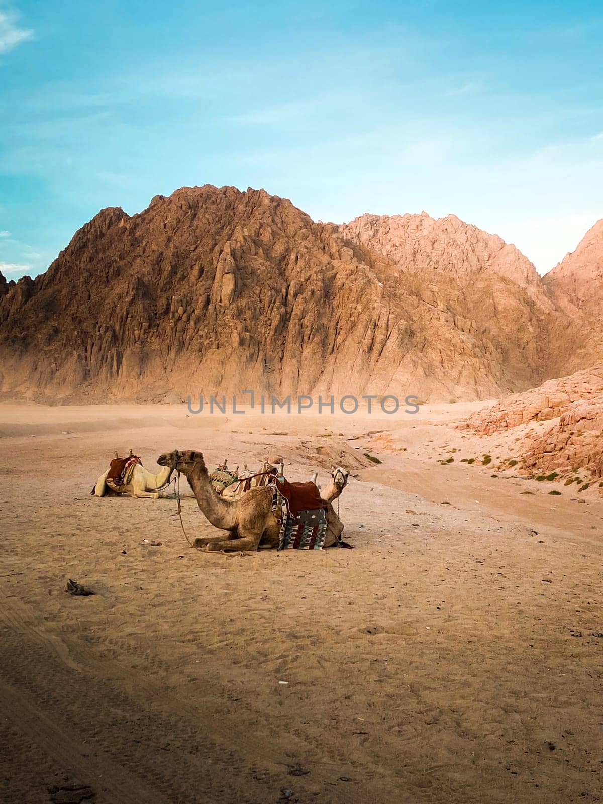 Camel in the desert in front of a mountain in bright daylight. High quality photo