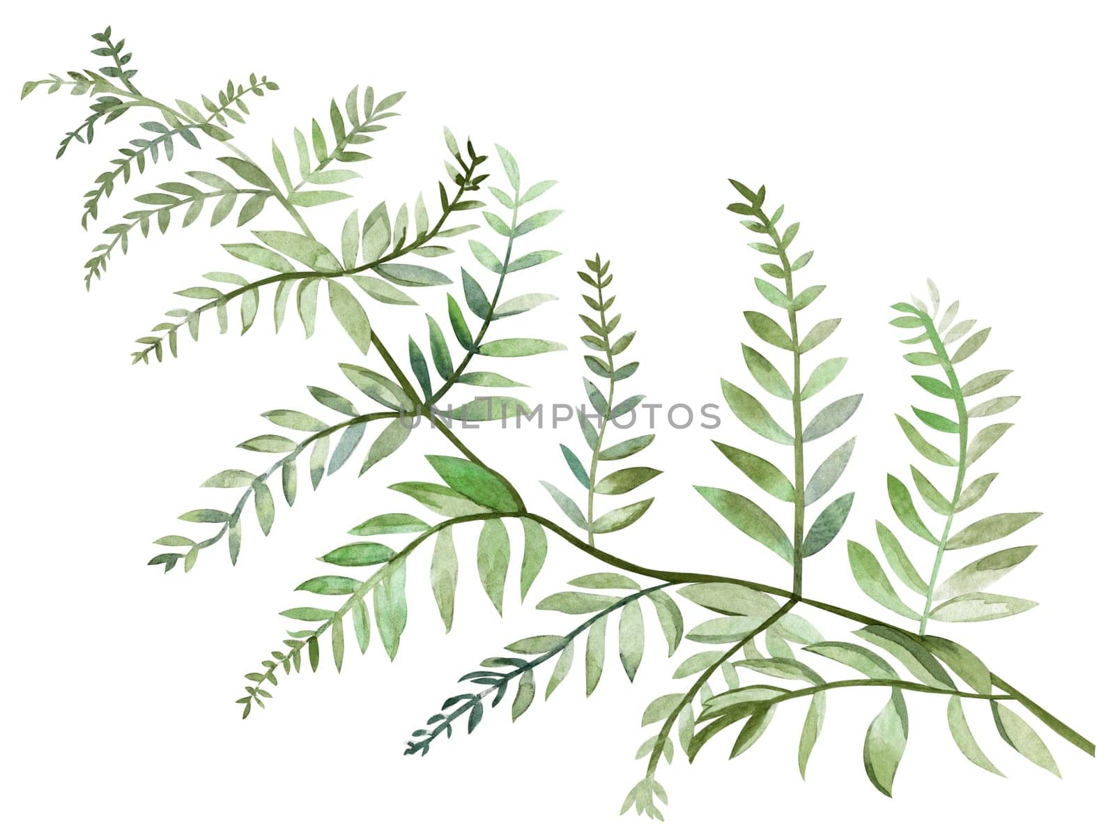 Fern leaf painted in watercolor isolated on white background watercolor by MarinaVoyush