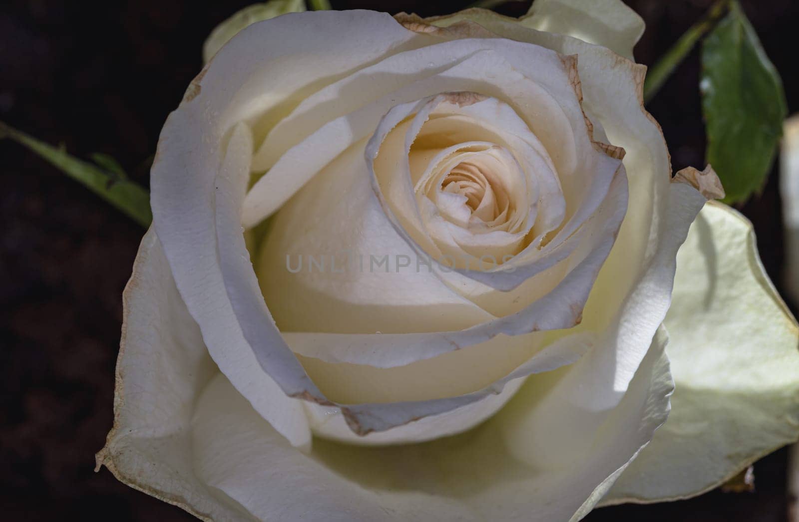 Close-up of White rose petals. White rose flower head, Flower background, Space for text, Selective focus.
