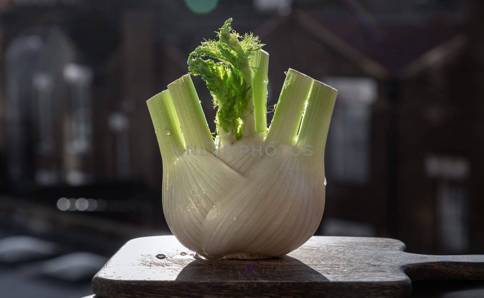 Fresh organic fennel vegetable on wooden cutting board with natural sunlight. Raw Organic Fennel Bulb, Healthy and benefits of Florence fennel bulb, Space for text, Selective focus.