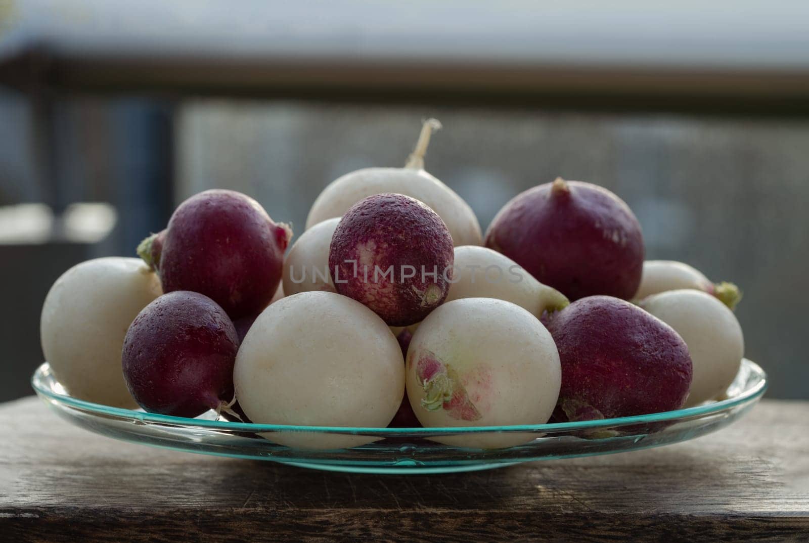 Organically grown fresh White and Purple colorful radishs. A vibrant and peppery radish medley, European radishes (Raphanus sativus), Freshly harvested, Space for text, Selective focus.
