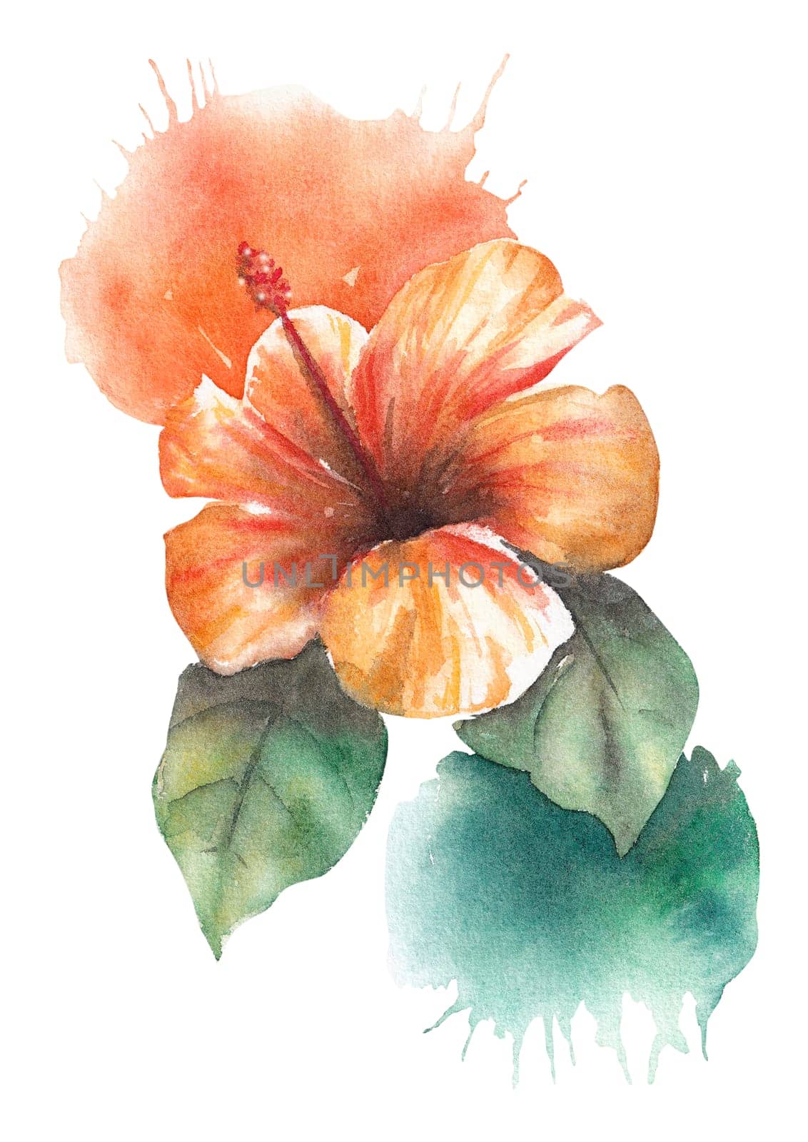 Watercolor orange hibiscus flower isolated on white background with watercolor splashes by Desperada