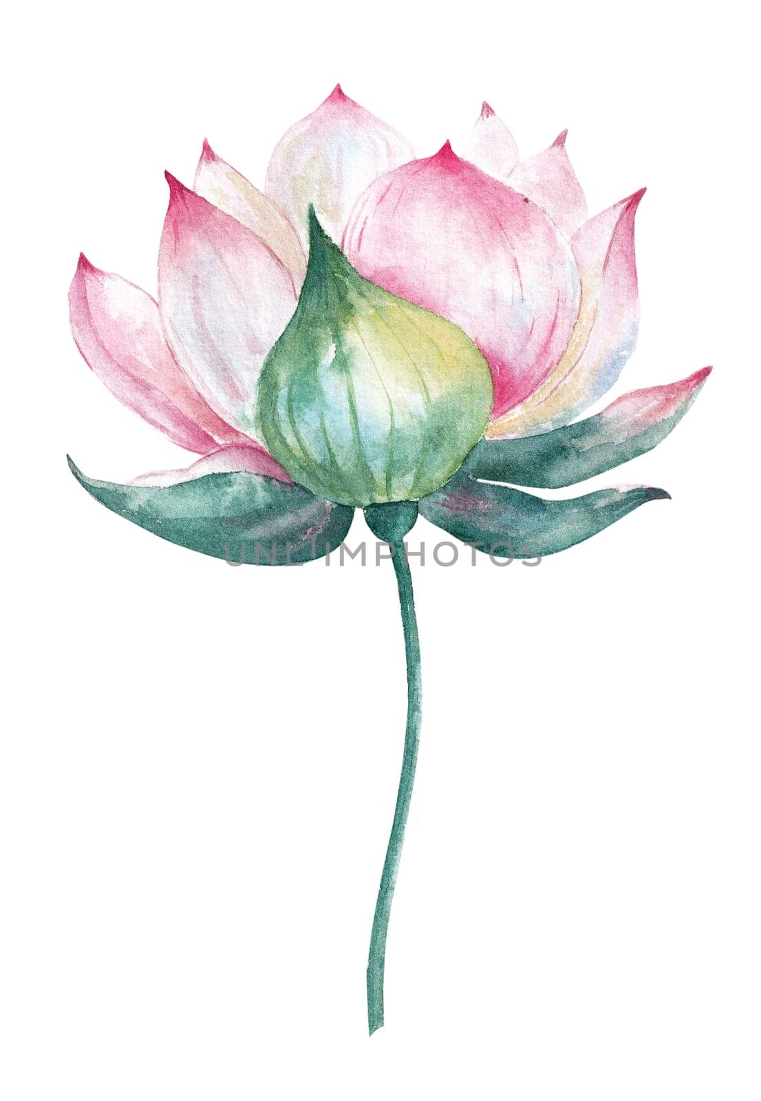 Watercolor lotus flower isolated on white background with watercolor splashes by Desperada