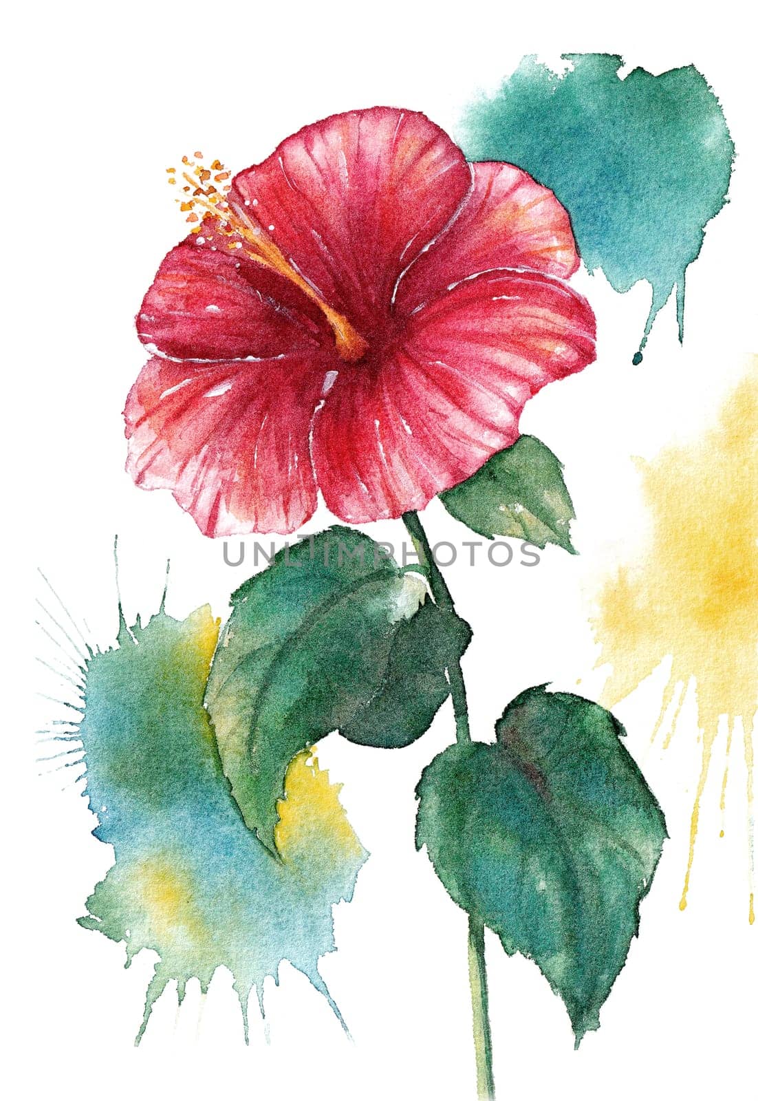 Watercolor red hibiscus flower isolated on white background with watercolor splashes by Desperada