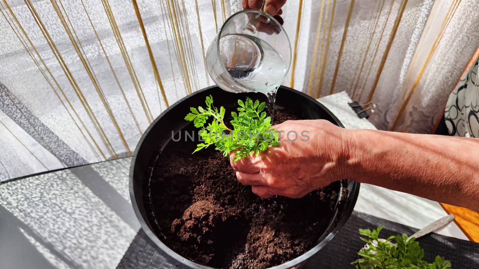 Planting marigold flowers in pot. Reproduction of plants in spring. Young flower shoots and greenery for garden. The hands of an elderly woman, a bucket of earth and green bushes and twigs with leaves by keleny